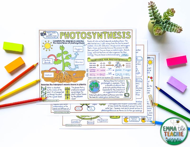 An overhead view of a set of completed Doodle Notes for photosynthesis. Around the Doodle Notes are colored pencils, mini post-it notes and a small plant.