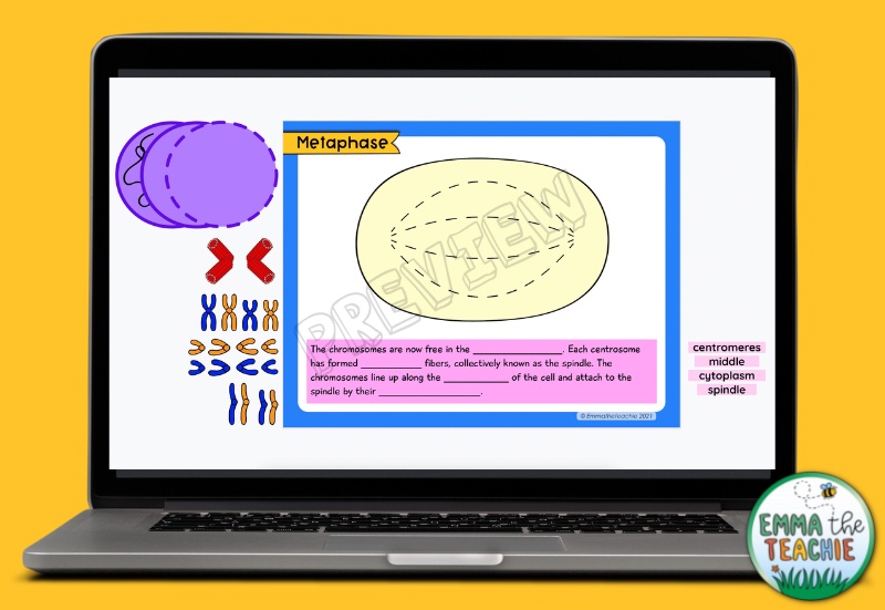 Picture of a computer with a Google Slides activity where students are asked to drag and drop chromosomes and other pieces to model the metaphase stage of mitosis. After the model is created, the students must drag the correct terms to the blanks within the reading passage.