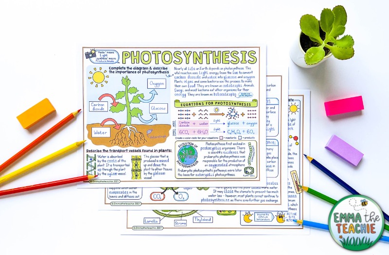 A set of completed Photosynthesis Doodle Notes as a biology review activity. There are colored pencils and mini post-it notes placed around the notes.