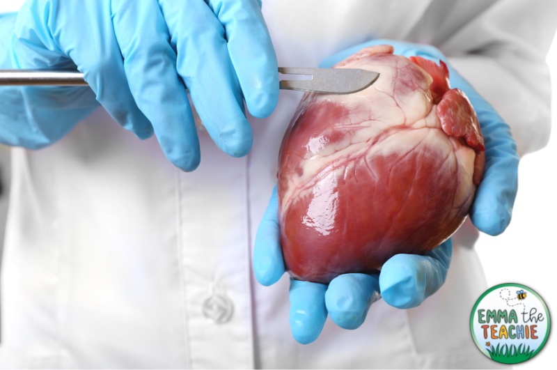 A close up of a person wearing a white shirt and blue gloves holding a heart in one hand and a scalpel in the other.