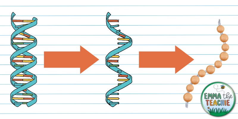 A diagram of DNA with an arrow to mRNA with an arrow to a polypeptide