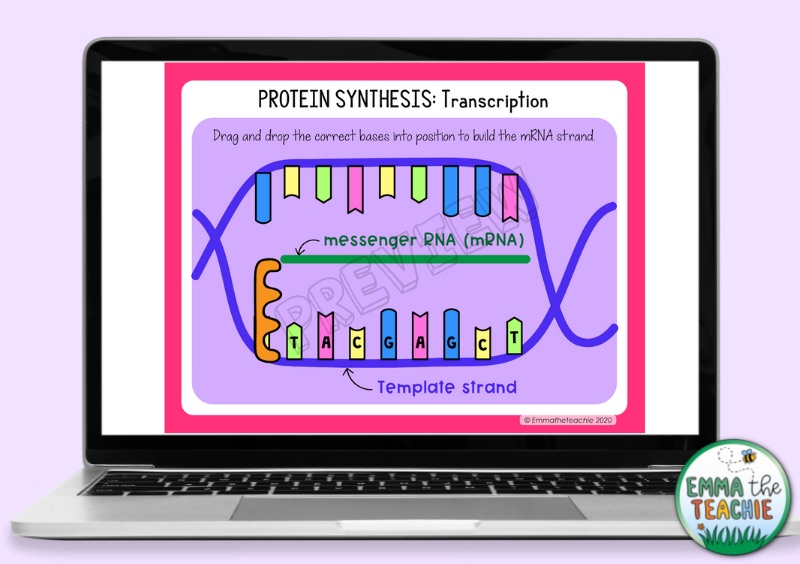An image of a computer with a Google Slide activity. Students are asked to drag and drop the correct bases into position to build the mRNA strand.