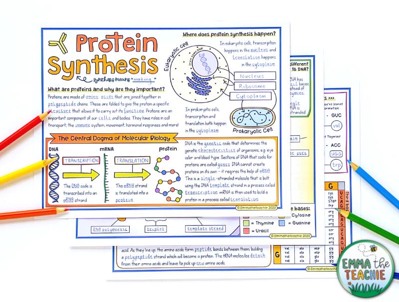 An overhead view of a completed set of Doodle Notes for protein synthesis. There are colored pencils around the notes.