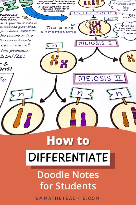 A pin image with an image of meiosis Doodle Notes on the top and text on the bottom that reads, “How to Differentiate Doodle Notes for Students.”