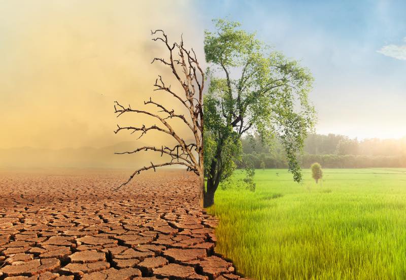 A tree is split down the middle, showing it under two different environmental conditions. On the right, it is in a sunny environment with grass and the tree is thriving. On the left, it is dry, arid conditions and the tree is shriveled with bare branches.