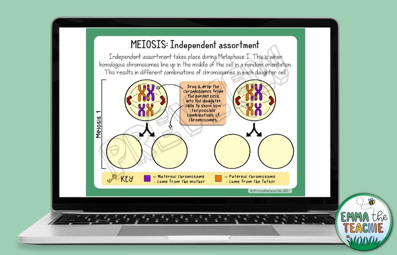 A drag and drop meiosis activity is shown on a laptop computer screen. Students drag and drop to work out the possible combinations of chromosomes in daughter cells.