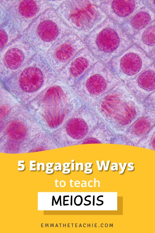 Pin sized graphic with an image of cells going through meiosis and writing on the bottom that reads, "5 Engaging Ways to Teach Meiosis."