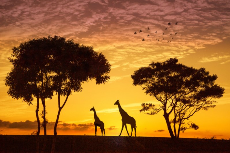 A photograph of two giraffes silhouetted at sunset. The giraffes are in their natural habitat, with tall trees beside them and birds flying overhead.