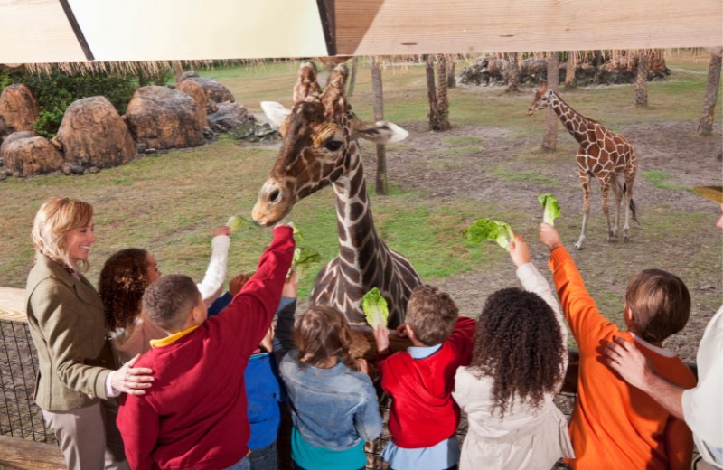 A teacher is leading a group of students visiting a giraffe exhibit. The students are reaching out to the giraffes with pieces of lettuce. Field trips are great World Wildlife Day activities.