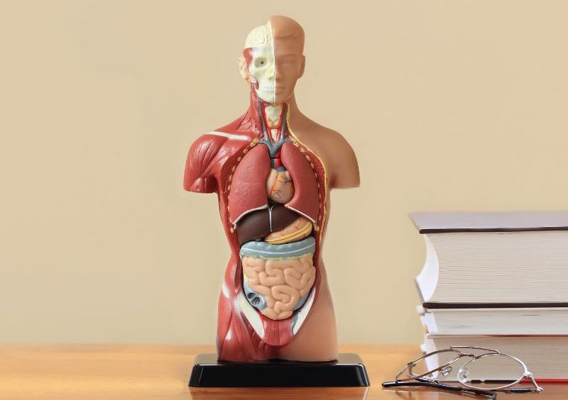 An image of a human body teaching tool that shows the insides of the human body. There are also books and glasses to the right of the human body.