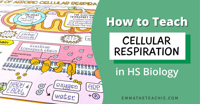 A banner image with writing on the right that reads, “How to Teach Cellular Respiration in High School Biology.” On the left, there is an image of a completed set of Doodle Notes about cellular respiration.