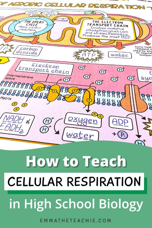 A pin image with writing on the bottom that reads, “How to Teach Cellular Respiration in High School Biology.” On the left, there is an image of a completed set of Doodle Notes about cellular respiration.
