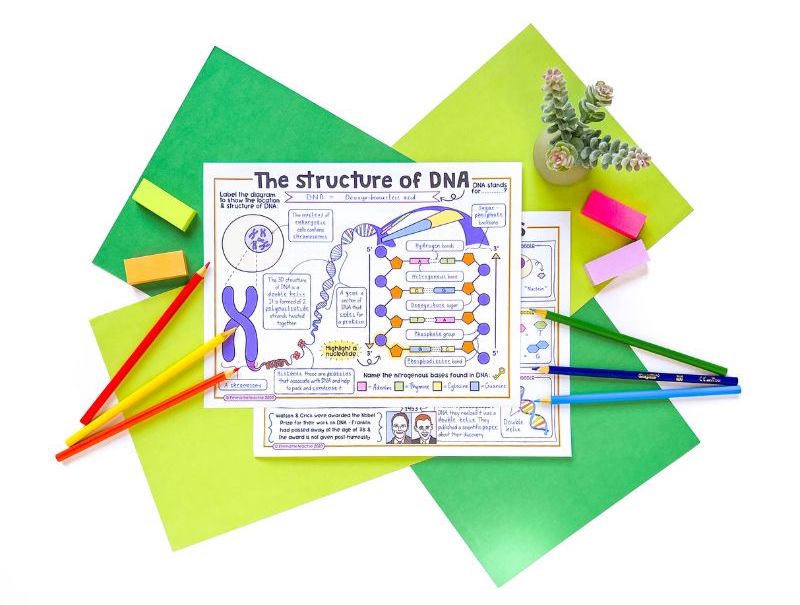 An overhead image of a completed set of the Structure of DNA Doodle Notes. The notes are surrounded by green papers, colored pencils, and erasers.