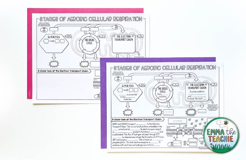 An overhead image of cell respiration Doodle Notes. The image shows two differentiated versions about the stages of aerobic cellular respiration. The version on the left is blank, which requires students to fill in all of their own information. The version on the right has fill-in-the-blanks to guide students on what information to include.